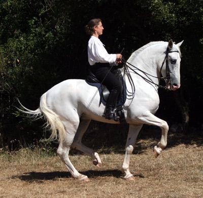 Lipizzaner For Sale uk